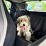 animal, backseat, canine, car_interior, cute, daylight, dog, fur, greenery, happy, headrest, parked_cars, pet, scruffy, seat, seatbelt, tongue_out, transport, vehicle, window
