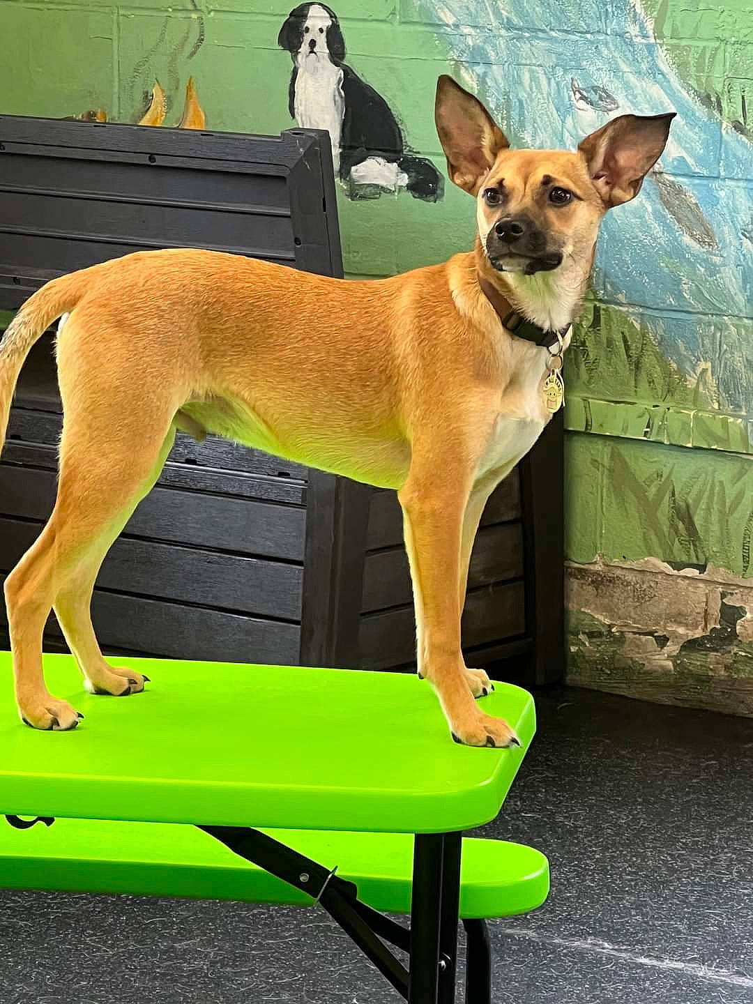 Kuekuatsu-kuku is registered to the contest to win money with this photo: ancient_dog_breeds, canidae, carnivore, collar, companion_dog, dog, dog_breed, dog_collar, dog_sports, dog_supply, fawn, hunting_dog, knee, non_sporting_group, sporting_group, tail, terrestrial_animal, toy_dog, working_animal, working_dog