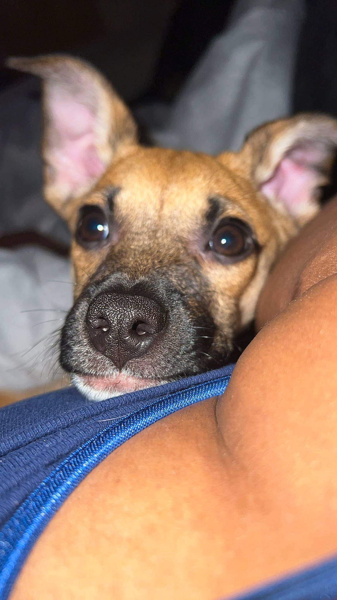 Kuekuatsu-kuku is registered to the contest to win money with this photo: ancient_dog_breeds, canidae, carnivore, collar, companion_dog, dog, dog_breed, ear, fawn, fur, guard_dog, non_sporting_group, paw, puppy, snout, sporting_group, toy_dog, whiskers, working_dog