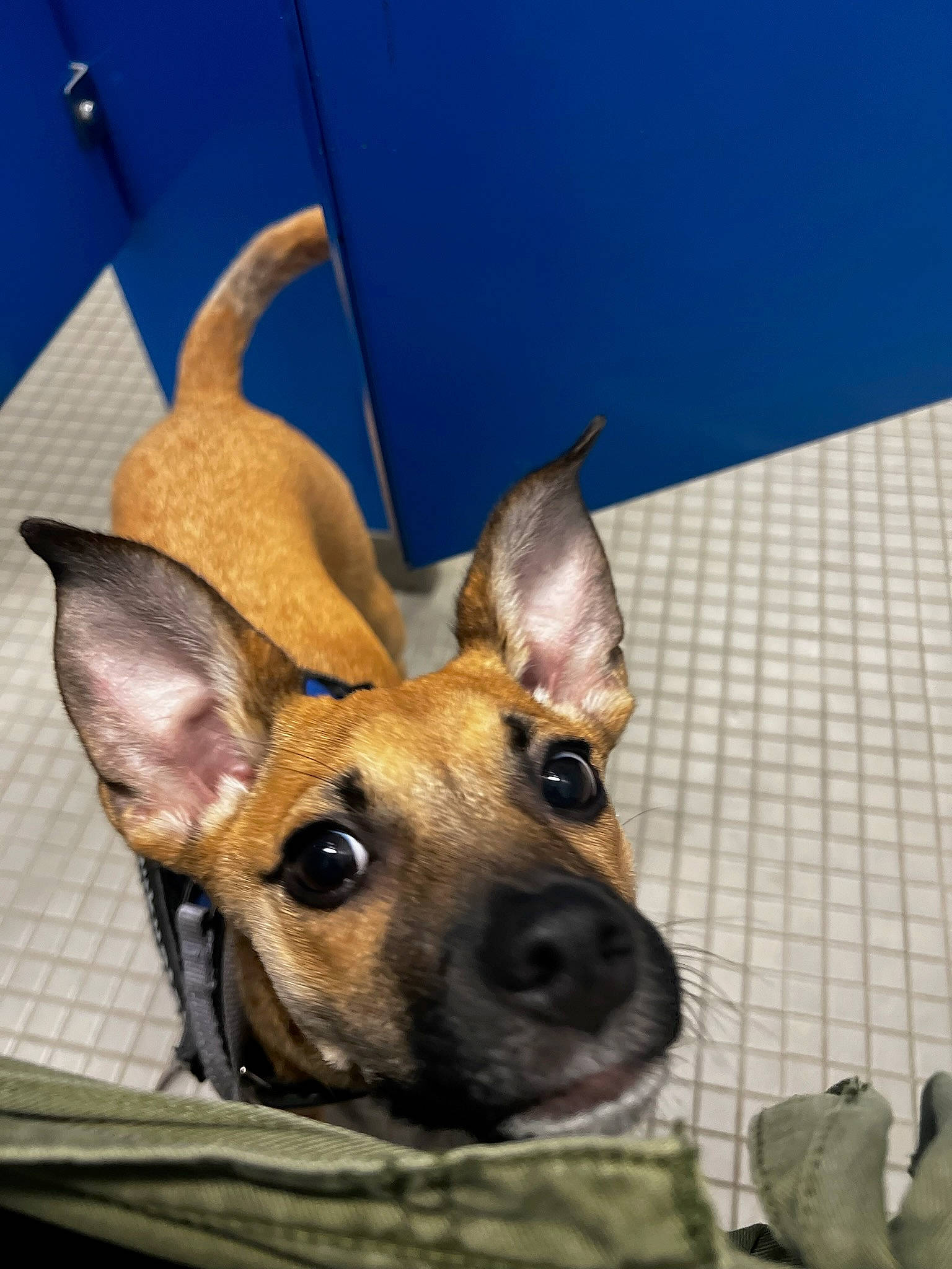 Kuekuatsu-kuku joined the competition — help win amazing prizes! ancient_dog_breeds, canidae, carnivore, collar, companion_dog, dog, dog_breed, ear, eye, fawn, fur, guard_dog, non_sporting_group, sporting_group, toy_dog, whiskers, working_dog