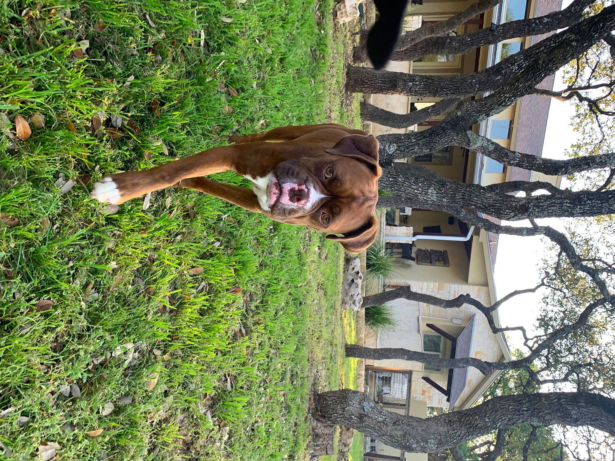 Bane is registered to the contest to win money with this photo: canidae, fawn, tree