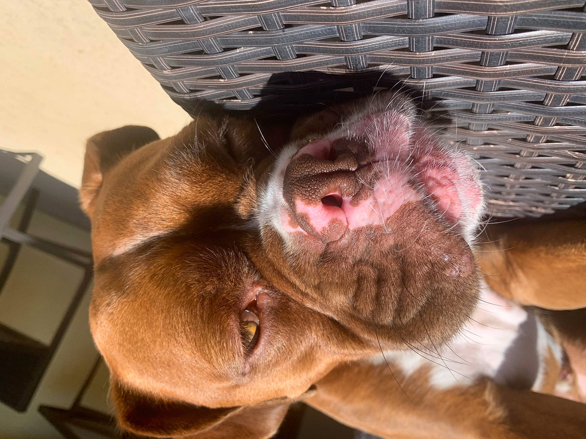 Bane is registered to the contest to win money with this photo: american_pit_bull_terrier, canidae, carnivore, dog, dog_breed, ear, fawn, jaw, liver, mammal, mouth, non_sporting_group, nose, pit_bull, pointing_breed, snout, sporting_group, vertebrate, weimaraner, wrinkle