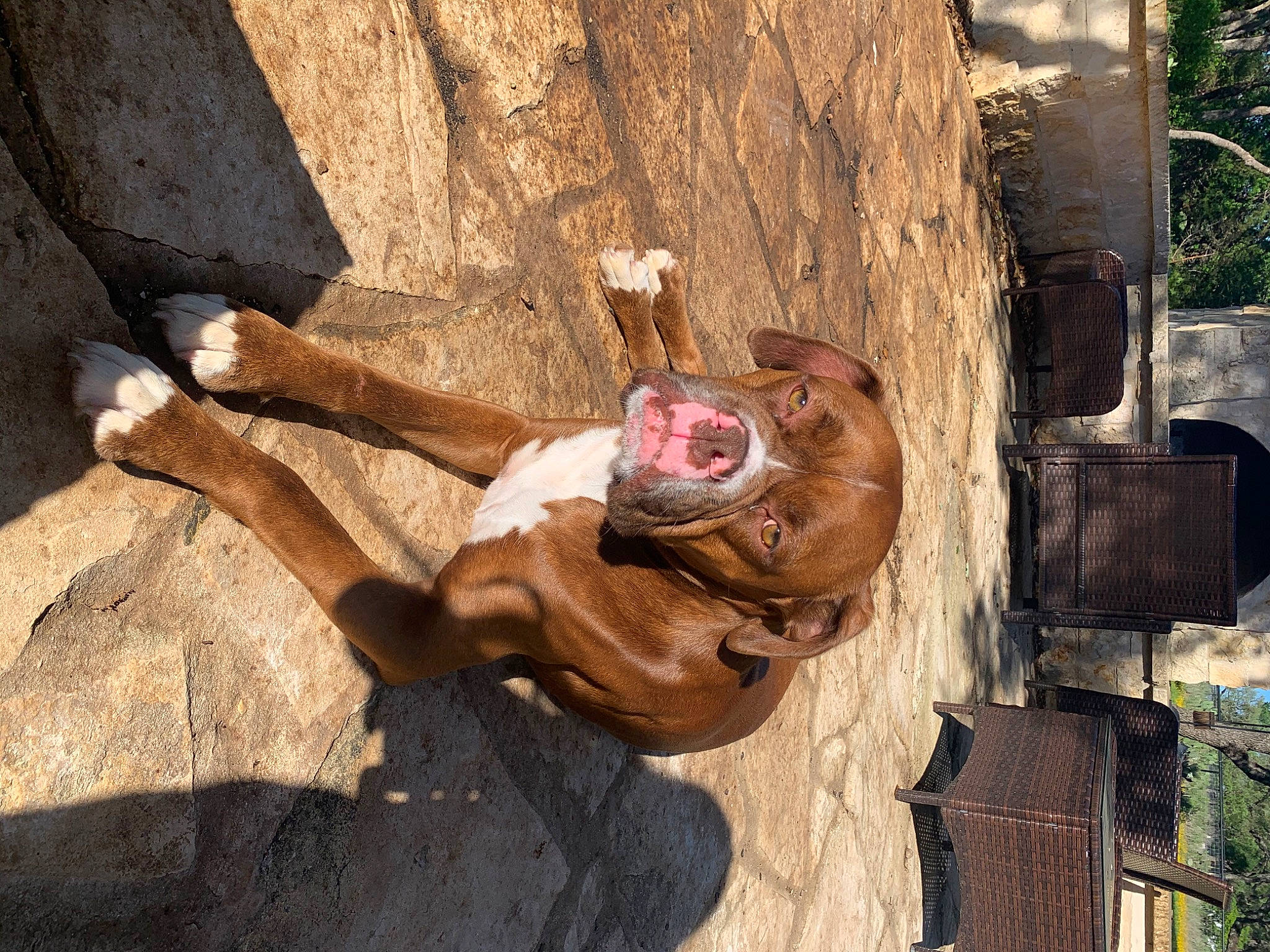 Bane joined the competition — help win amazing prizes! art, carving, fawn, plant, sculpture, tree, wood