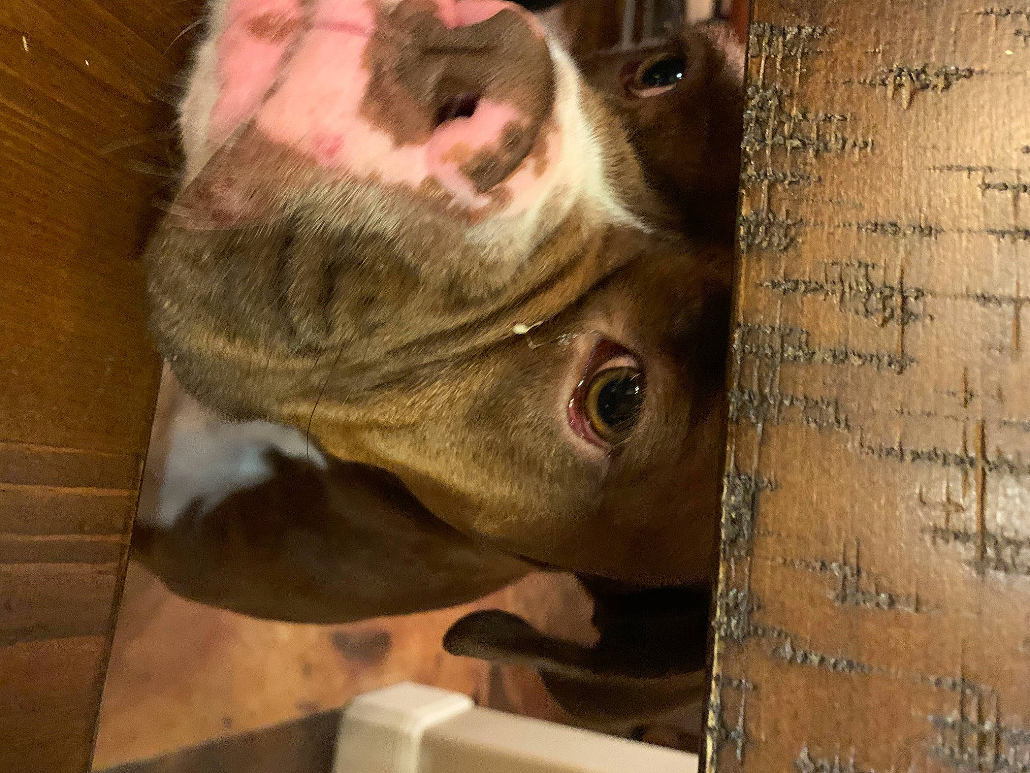 Bane joined the competition — help win amazing prizes! american_bulldog, american_pit_bull_terrier, american_staffordshire_terrier, boston_terrier, canidae, carnivore, dog, dog_breed, fawn, mammal, non_sporting_group, nose, old_english_bulldog, olde_english_bulldogge, pit_bull, snout, valley_bulldog, vertebrate