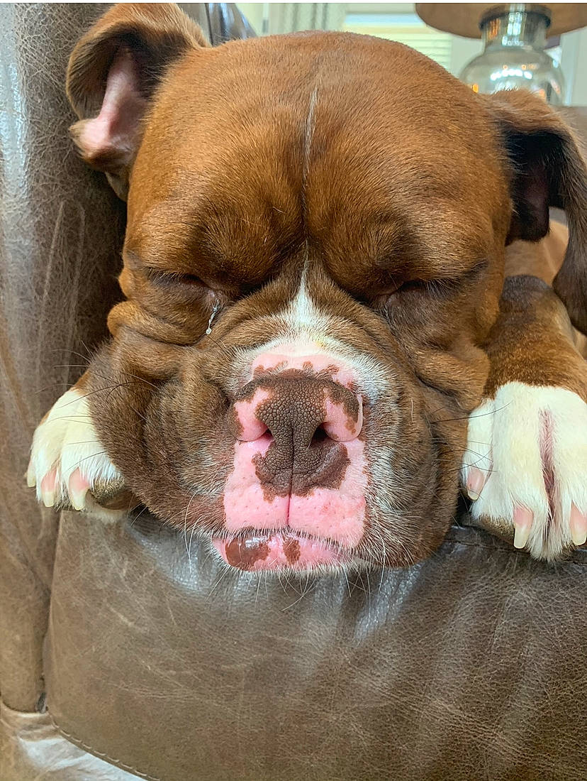 Bane joined the competition — help win amazing prizes! american_bulldog, australian_bulldog, british_bulldogs, bulldog, canidae, carnivore, companion_dog, dog, dog_breed, dogue_de_bordeaux, mammal, nose, old_english_bulldog, olde_english_bulldogge, renascence_bulldogge, skin, snout, valley_bulldog, vertebrate, wrinkle