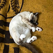 Momo is registered to the contest to win money with this photo: animal, blanket, cat, cozy, cute, domestic, feline, fur, indoor, mammal, paws, peaceful, pet, quiet, relaxed, resting, sleeping, soft, tail, whiskers