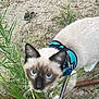 Momo is registered to the contest to win money with this photo: animal, blue_harness, blur, cat, closeup, curious, dirt, ears, exploring, feline, grass, greenery, ground, leash, nature, outdoor, pet, siamese_cat, walking, whiskers