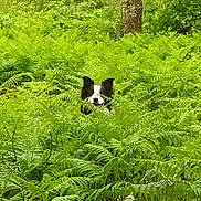 Jack participe au concours pour gagner de l'argent avec cette photo : animal, black_and_white, canine, curious, daylight, dog, fern, forest, greenery, happy, head, leaves, nature, outdoor, pet, plants, snout, summer, tongue, wildlife