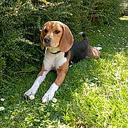 Talia participe au concours pour gagner de l'argent avec cette photo : beagle, dog, grass, flowers, outdoor, sunlight, greenery, pet, nature, canine, animal, leaves, shadows, resting, summer, garden, collar, mammal, flora, peaceful