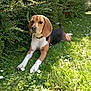 beagle, dog, grass, flowers, outdoor, sunlight, greenery, pet, nature, canine, animal, leaves, shadows, resting, summer, garden, collar, mammal, flora, peaceful