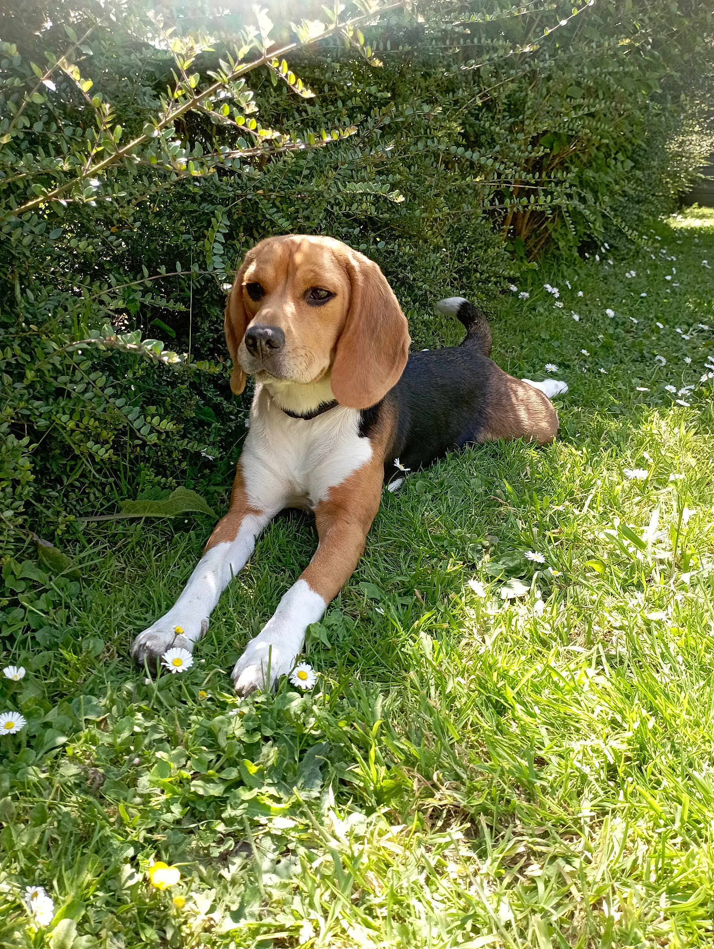 Talia participe au concours pour gagner de l'argent avec cette photo : beagle, dog, grass, flowers, outdoor, sunlight, greenery, pet, nature, canine, animal, leaves, shadows, resting, summer, garden, collar, mammal, flora, peaceful