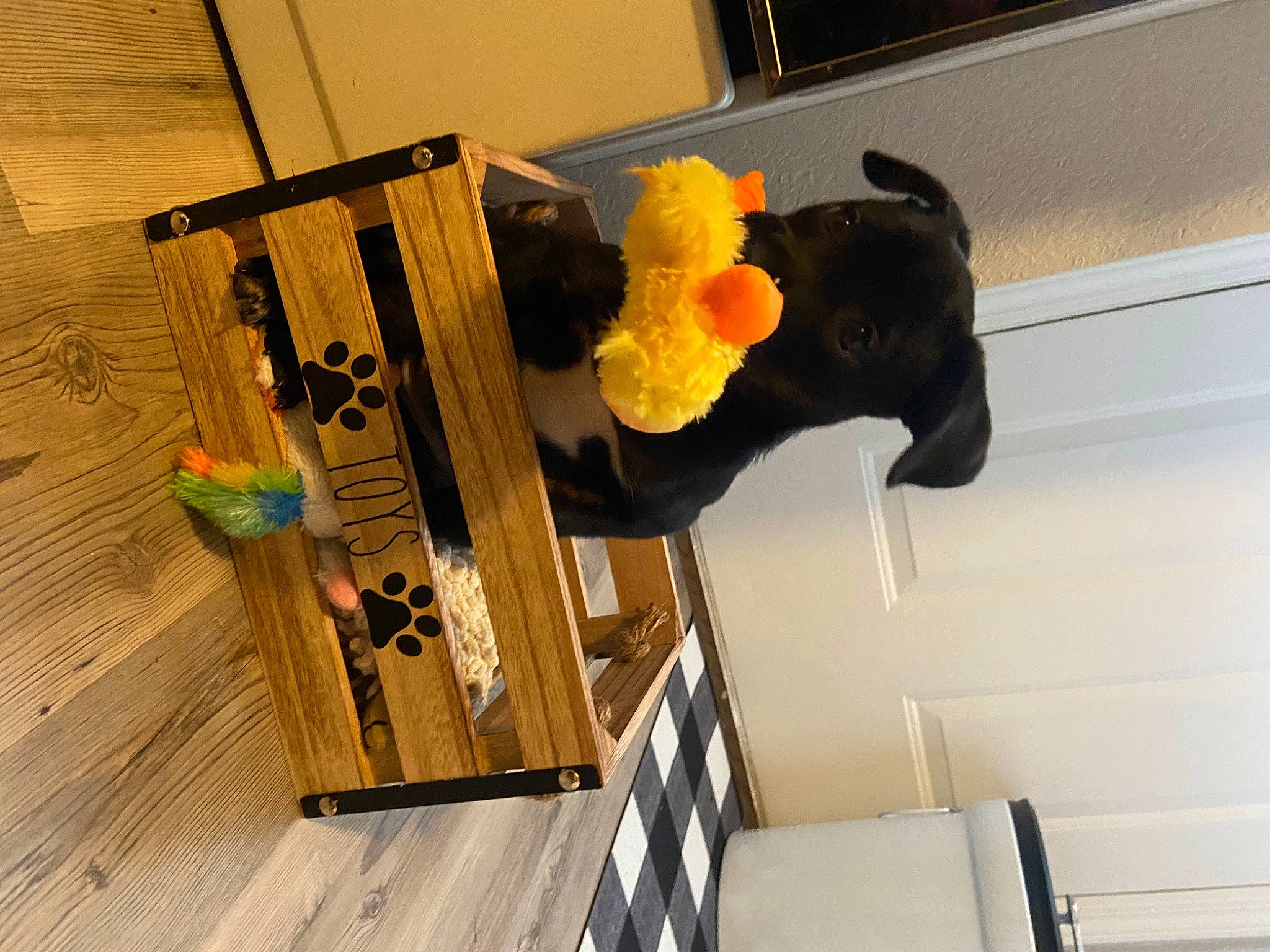 Willow is registered to the contest to win money with this photo: art, door, flooring, fur, hardwood, lumber, natural_material, plank, plywood, room, tail, toy, varnish, visual_arts, wood, wood_flooring, wood_stain