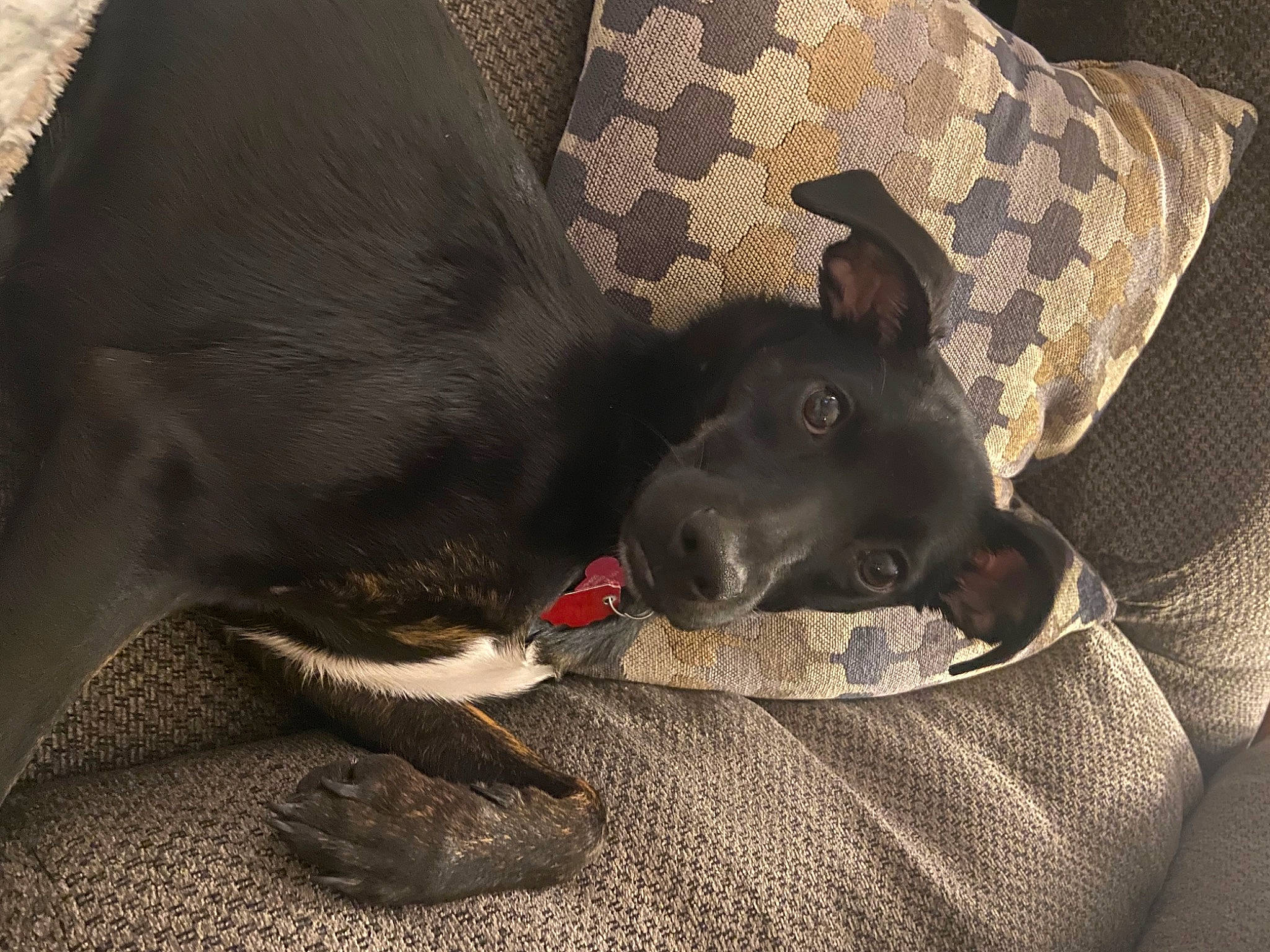 Willow is registered to the contest to win money with this photo: black_cat, canidae, carmine, carnivore, comfort, companion_dog, dog, dog_breed, ear, fawn, felidae, fur, grey, nap, paw, small_to_medium_sized_cats, snout, sporting_group, whiskers, working_animal