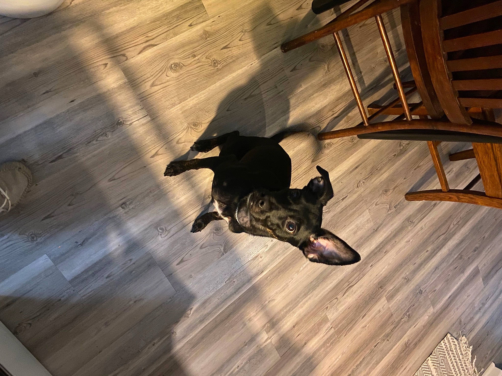 Willow is registered to the contest to win money with this photo: canidae, carnivore, companion_dog, dog, dog_breed, fawn, floor, flooring, hardwood, laminate_flooring, plank, plywood, shadow, sporting_group, tail, tints_and_shades, varnish, wood, wood_flooring, wood_stain