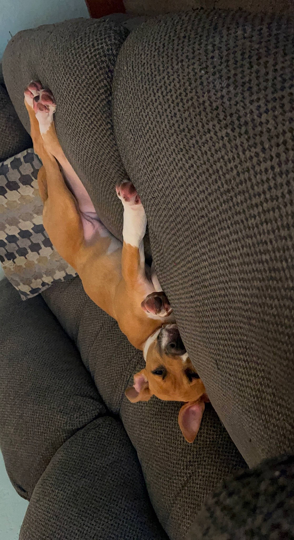 Zora joined the competition — help win amazing prizes! calf, carnivore, chest, comfort, elbow, eyewear, fawn, finger, flooring, foot, grey, human_body, joint, knee, leg, nail, thigh, trunk, waist, wood