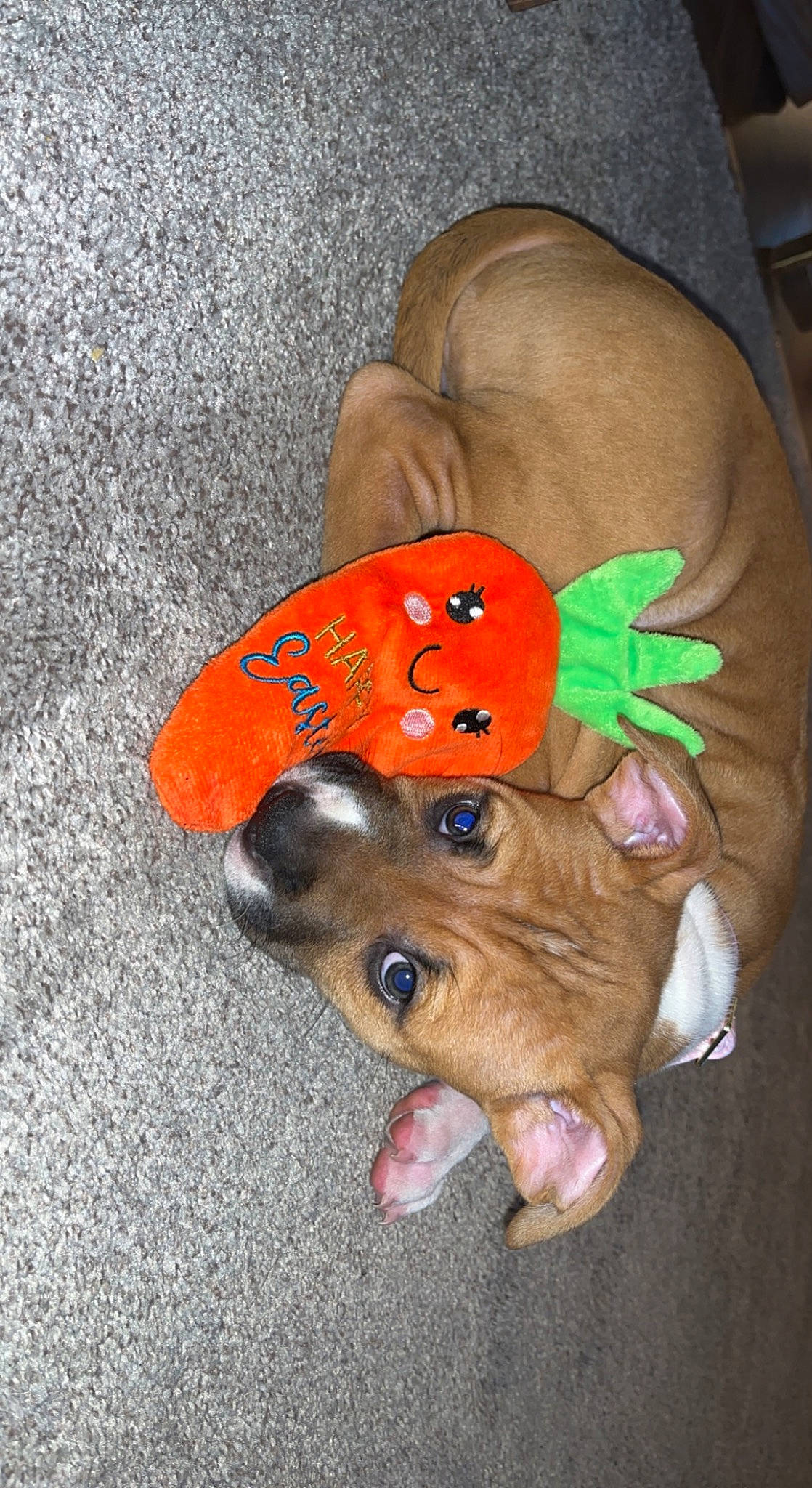 Zora is registered to the contest to win money with this photo: canidae, carnivore, companion_dog, costume, costume_hat, dog, dog_breed, dog_clothes, dog_supply, fashion_accessory, fawn, fur, hand, hat, headgear, personal_protective_equipment, snout, sporting_group, working_animal, wrist