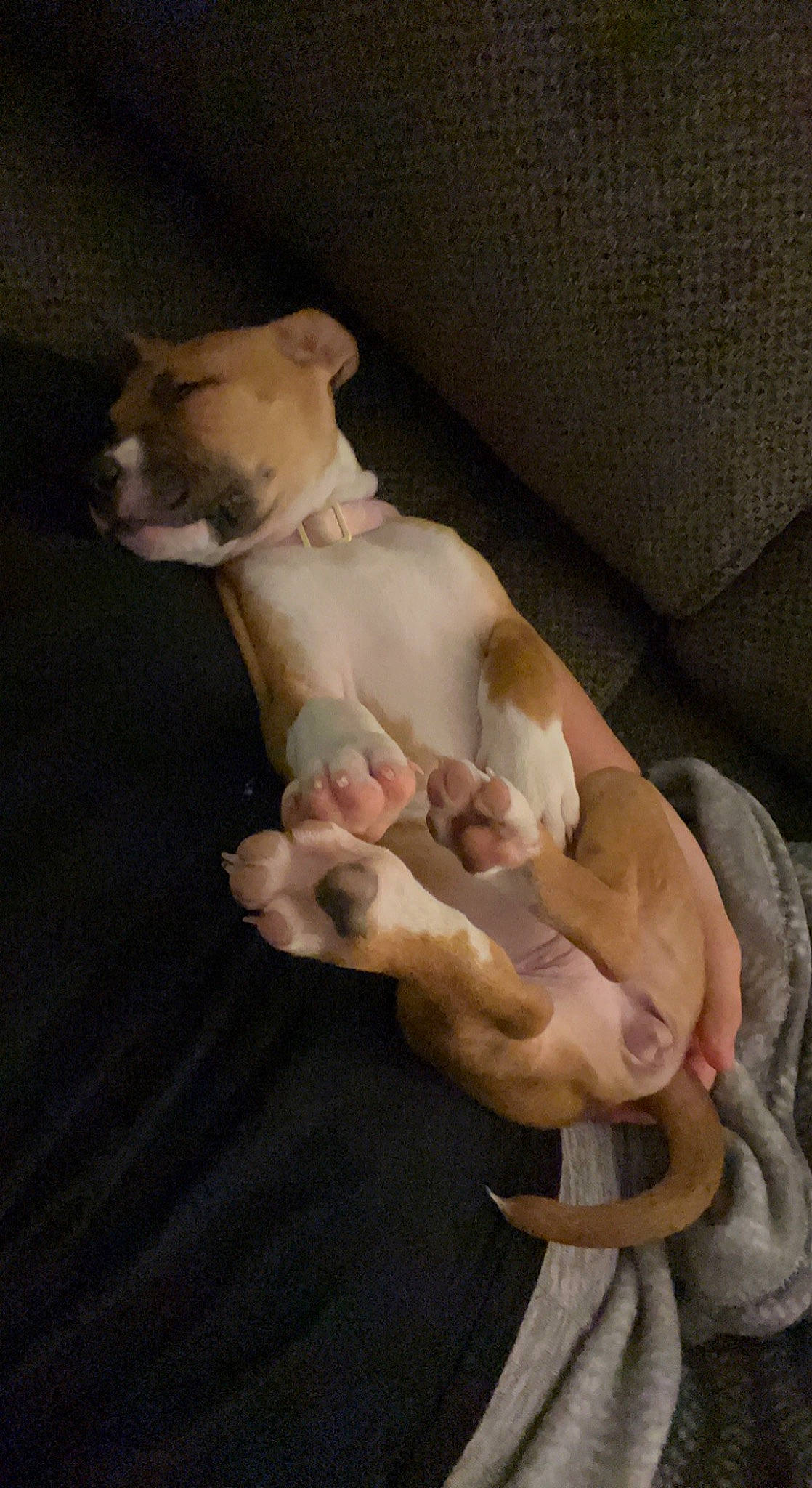 Zora is registered to the contest to win money with this photo: abdomen, art, canidae, carnivore, chest, comfort, companion_dog, dog, dog_breed, fawn, linens, non_sporting_group, paw, snout, sporting_group, tail, toy_dog, trunk, working_animal, wrist