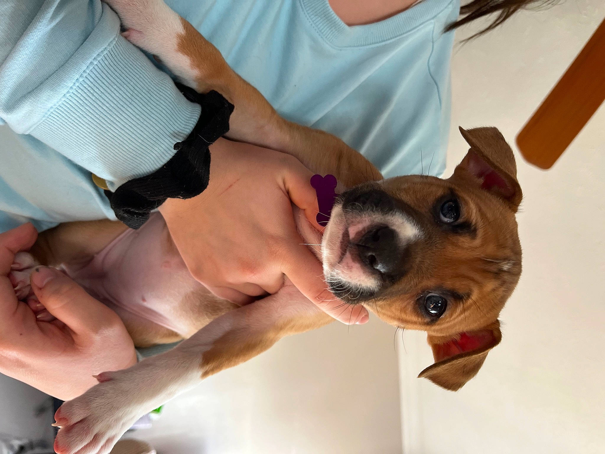 Zora is registered to the contest to win money with this photo: carnivore, companion_dog, dog, dog_breed, elbow, eyelash, eyewear, fawn, finger, gesture, human_leg, jaw, joint, selfie, snout, sporting_group, sunglasses, whiskers, working_animal, wrist