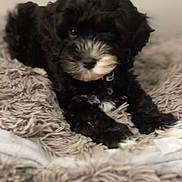 Floki a rejoint le concours — aidez-le/la à gagner de superbes lots ! puppy, dog, black_and_white, fluffy, blanket, couch, pet, fur, cute, indoor, animal, small_dog, resting, cozy, soft_texture, living_room, young_dog, companion, domestic_animal, curious