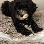 puppy, dog, black_and_white, fluffy, blanket, couch, pet, fur, cute, indoor, animal, small_dog, resting, cozy, soft_texture, living_room, young_dog, companion, domestic_animal, curious