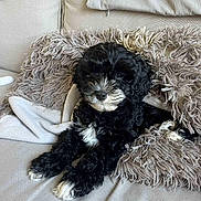 Floki participe au concours pour gagner de l'argent avec cette photo : adorable, animal, black_and_white, blanket, companion, couch, cozy, curly_fur, cute, dog, fur, home, indoor, laying_down, pet, pillow, puppy, relaxed, resting, small_dog
