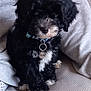 Floki a rejoint le concours — aidez-le/la à gagner de superbes lots ! puppy, dog, black_and_white, curly_fur, sitting, couch, pet_collar, indoor, cozy, cute, pet_tag, fluffy, young_dog, companion, human_arm, fabric, relaxed, small_dog, domestic_animal, snuggled