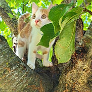 Doudou a rejoint le concours — aidez-le/la à gagner de superbes lots ! alert, animal, branch, cat, climbing, close_up, curious, cute, daylight, fur, green_leaves, kitten, nature, outdoor, pet, playful, tree, whiskers, wildlife, young_cat