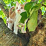 alert, animal, branch, cat, climbing, close_up, curious, cute, daylight, fur, green_leaves, kitten, nature, outdoor, pet, playful, tree, whiskers, wildlife, young_cat