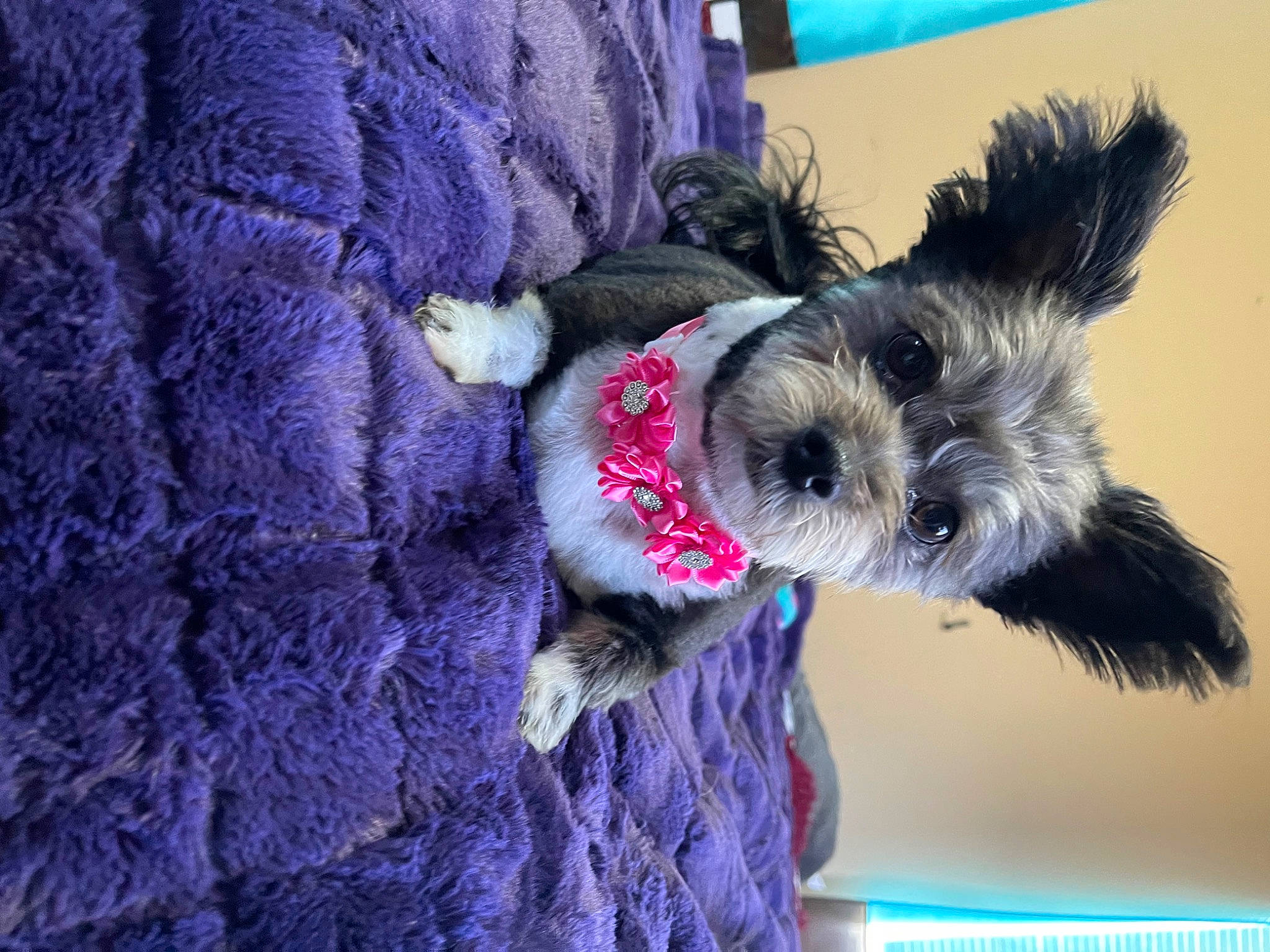 Minnie is registered to the contest to win money with this photo: blue, carnivore, collar, companion_dog, dog, dog_breed, dog_clothes, dog_collar, dog_supply, electric_blue, fawn, magenta, pet_supply, purple, schnauzer, small_terrier, terrier, toy_dog, violet, water_dog