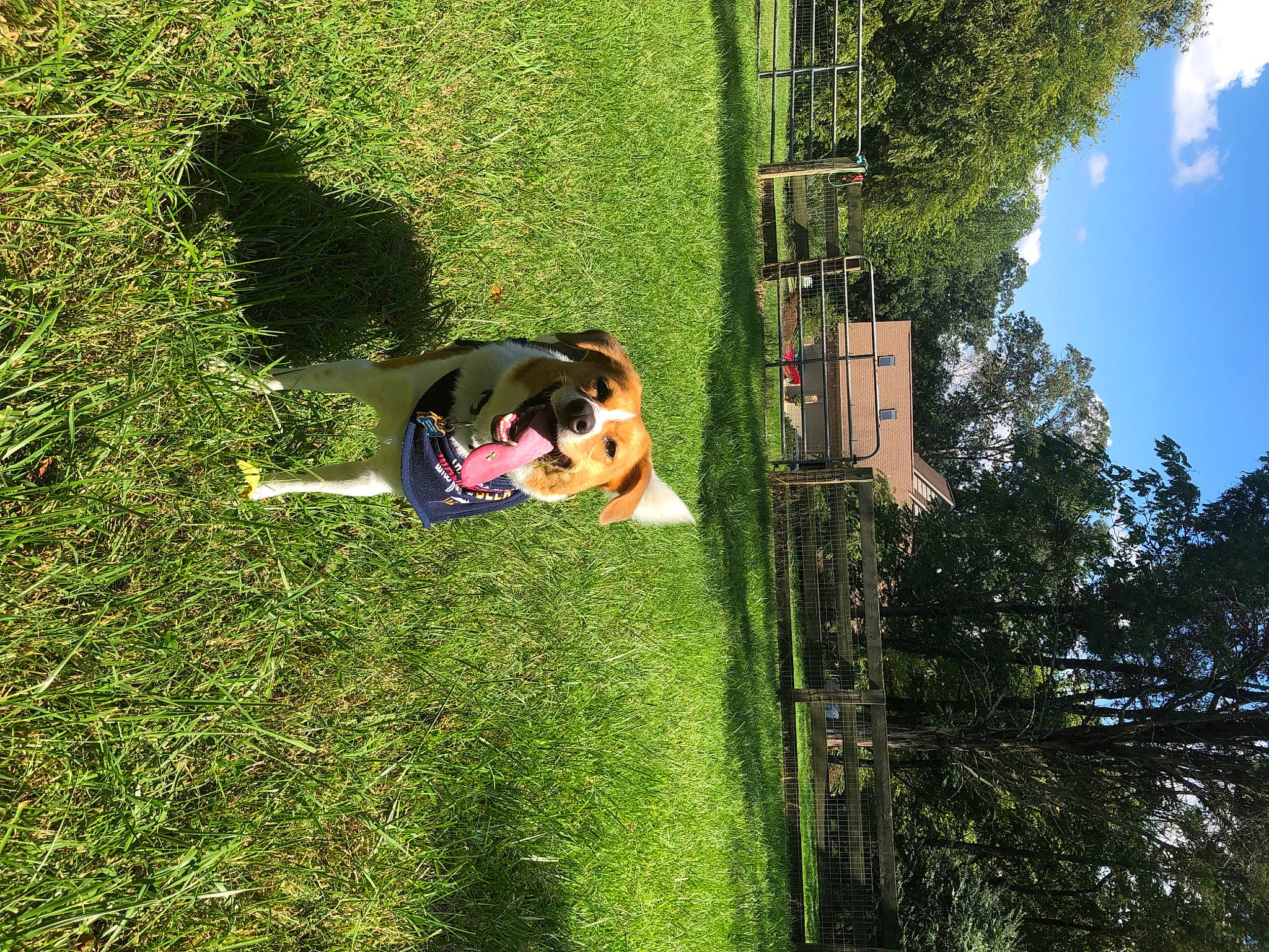 Stanley is registered to the contest to win money with this photo: carnivore, cloud, dog, fun, garden, grass, grassland, landscape, lawn, leisure, people_in_nature, plant, recreation, shadow, shrub, sky, tree, vegetation, window, woody_plant