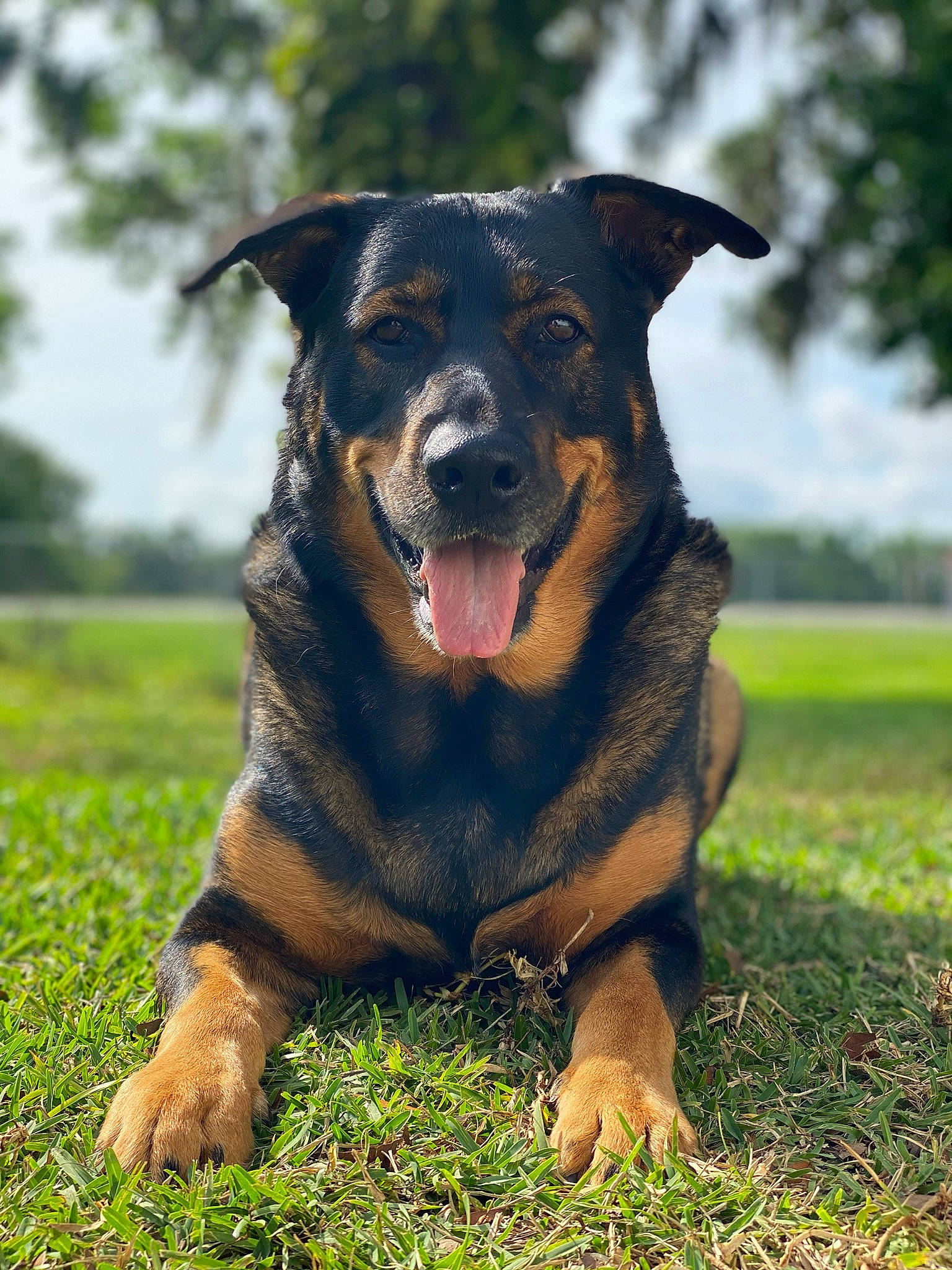 Zoey is registered to the contest to win money with this photo: beauceron, canidae, carnivore, companion_dog, dog, dog_breed, huntaway, mammal, plant, rare_breed_dog, rottweiler, snout, vertebrate