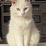 Cartman participe au concours pour gagner de l'argent avec cette photo : cat, white_cat, heterochromia, heterochromatic_eyes, yellow_eye, blue_eye, fluffy_fur, sitting, indoor, living_room, furniture, wooden_cabinet, television, animation, pet, animal, portrait, domestic_cat, calm, closeup