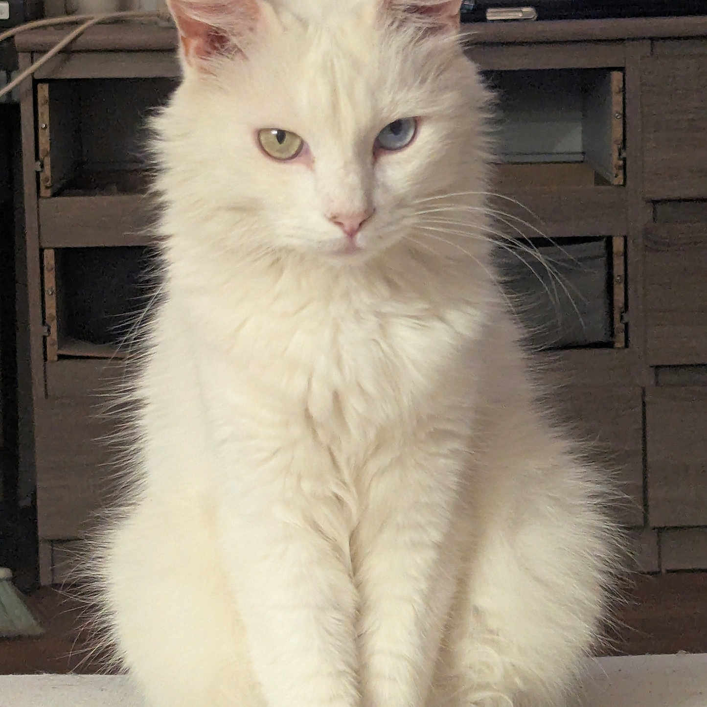 Cartman participe au concours pour gagner de l'argent avec cette photo : cat, white_cat, heterochromia, heterochromatic_eyes, yellow_eye, blue_eye, fluffy_fur, sitting, indoor, living_room, furniture, wooden_cabinet, television, animation, pet, animal, portrait, domestic_cat, calm, closeup