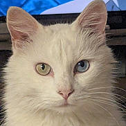 Cartman a rejoint le concours — aidez-le/la à gagner de superbes lots ! cat, white_cat, heterochromia, close_up, portrait, fluffy_fur, green_eye, blue_eye, animal, pet, feline, whiskers, ears, face, looking_at_camera, indoor, cute, calm, unique_eyes, domestic_cat