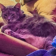 Chuck is registered to the contest to win money with this photo: animal, blanket, cat, comfort, couch, cozy, cushion, ears, feline, fur, furry, home, indoor, living_room, paw, pet, relaxed, resting, sleepy, whiskers