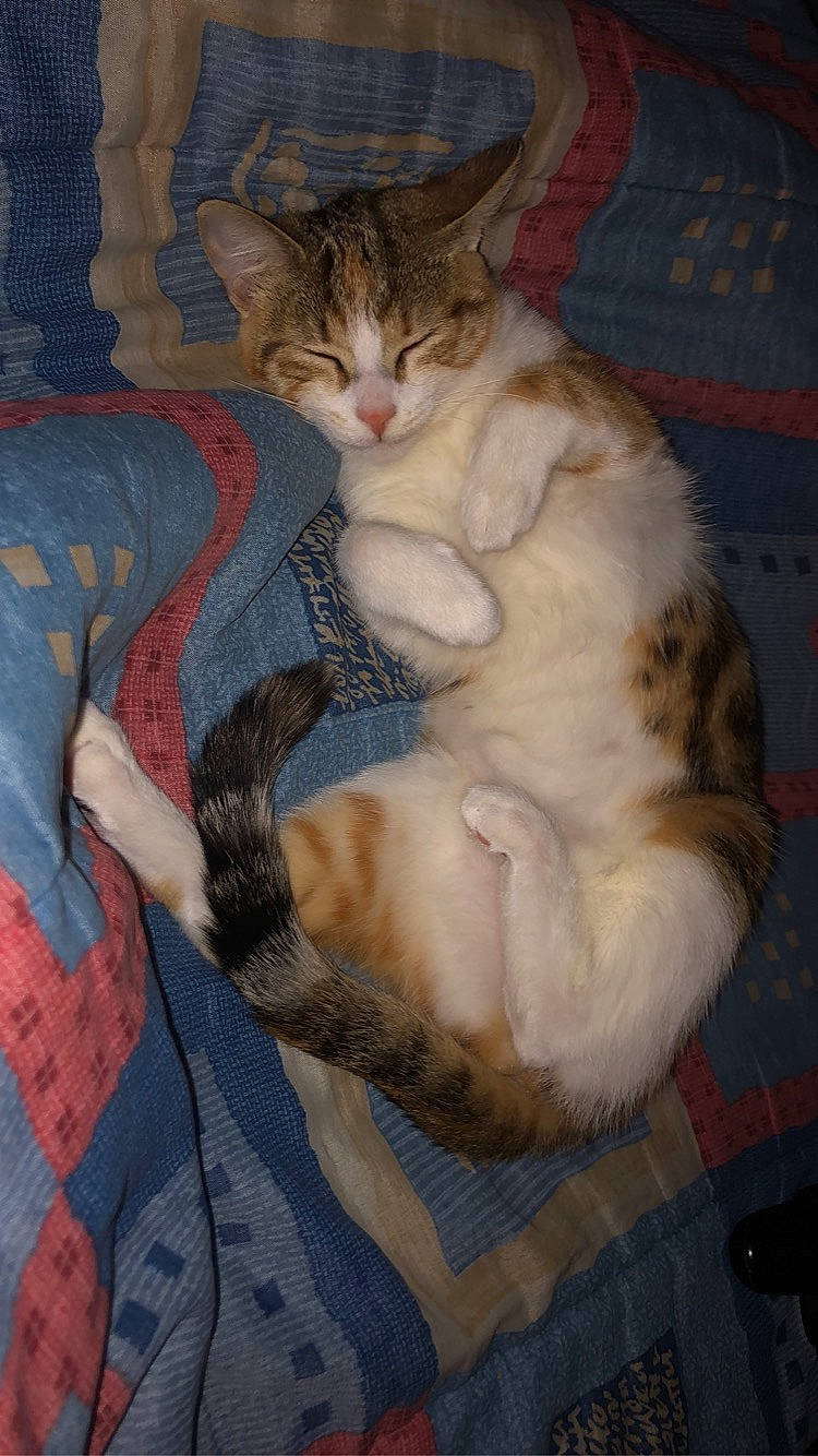 Mia a rejoint le concours — aidez-le/la à gagner de superbes lots ! carnivore, cat, claw, comfort, domestic_short_haired_cat, fawn, felidae, fur, linens, nap, pattern, paw, sitting, small_to_medium_sized_cats, tail, whiskers