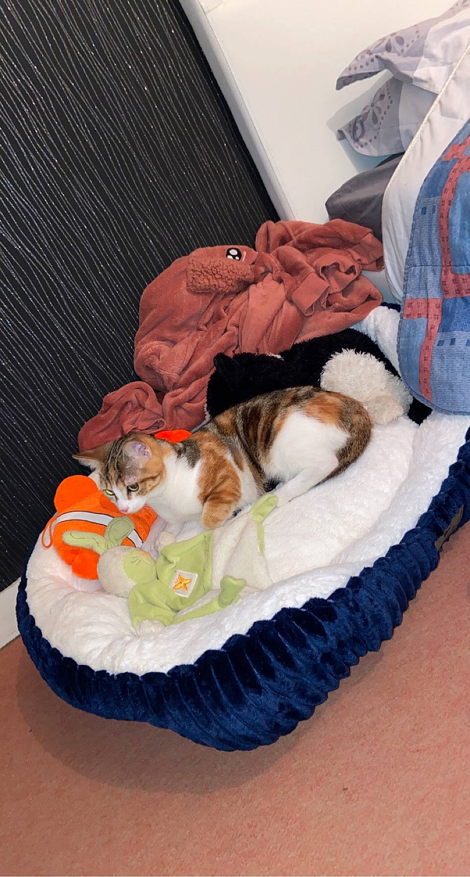 Mia participe au concours pour gagner de l'argent avec cette photo : bed_sheet, bedding, carnivore, cat, comfort, companion_dog, couch, curtain, domestic_short_haired_cat, felidae, fur, linens, nap, pattern, room, sitting, small_to_medium_sized_cats, tail, textile, whiskers