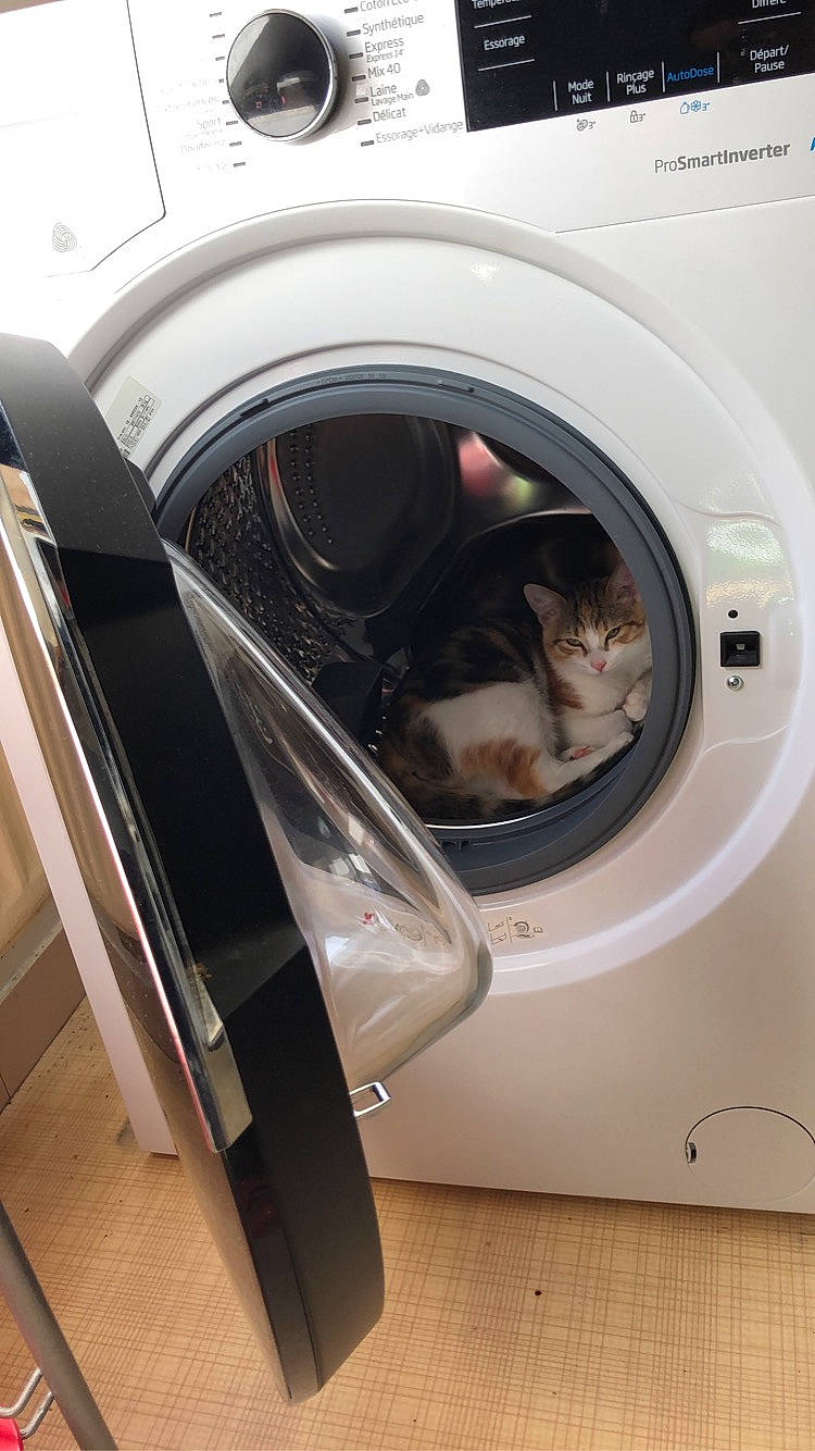 Mia a rejoint le concours — aidez-le/la à gagner de superbes lots ! auto_part, automotive_design, automotive_exterior, automotive_tire, carnivore, cat, clothes_dryer, comfort, felidae, fender, gas, home_appliance, laundry, laundry_room, machine, major_appliance, pet_supply, rim, room, washing_machine