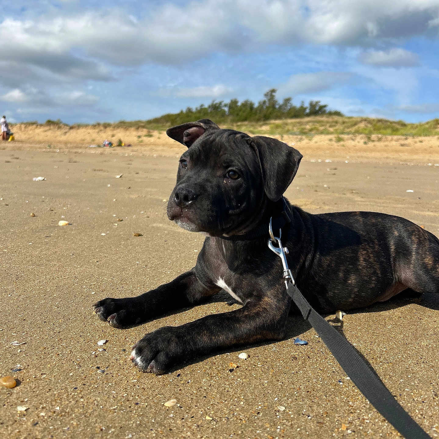 Vesco a rejoint le concours — aidez-le/la à gagner de superbes lots ! accessories, animal, bag, beach, bird, boxer, bulldog, canine, coast, dog, handbag, nature, outdoors, person, pet, puppy, sea, shoreline, strap, water