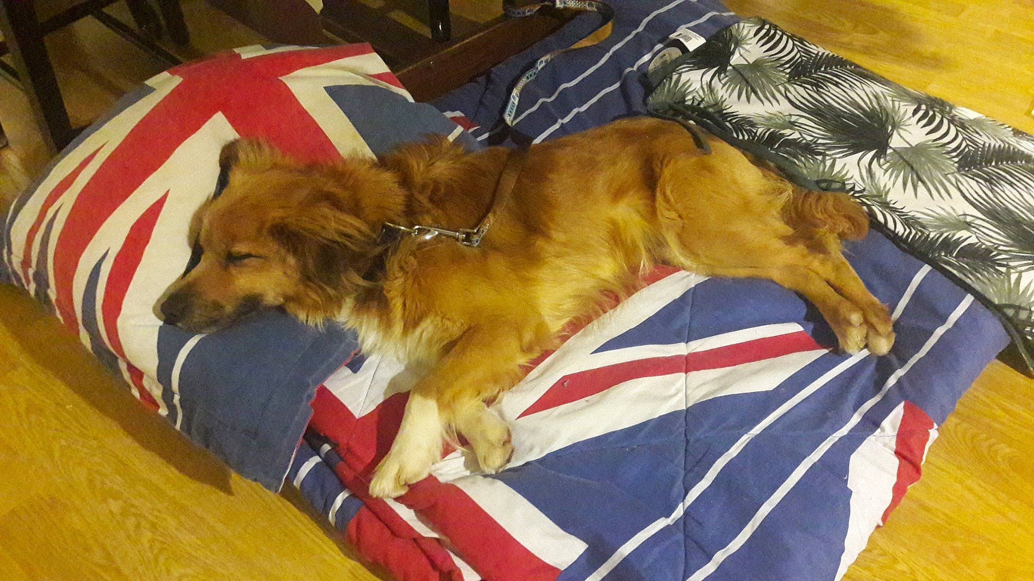 Mojo participe au concours pour gagner de l'argent avec cette photo : canidae, carnivore, companion_dog, dog, dog_breed, mammal, nova_scotia_duck_tolling_retriever, sporting_group