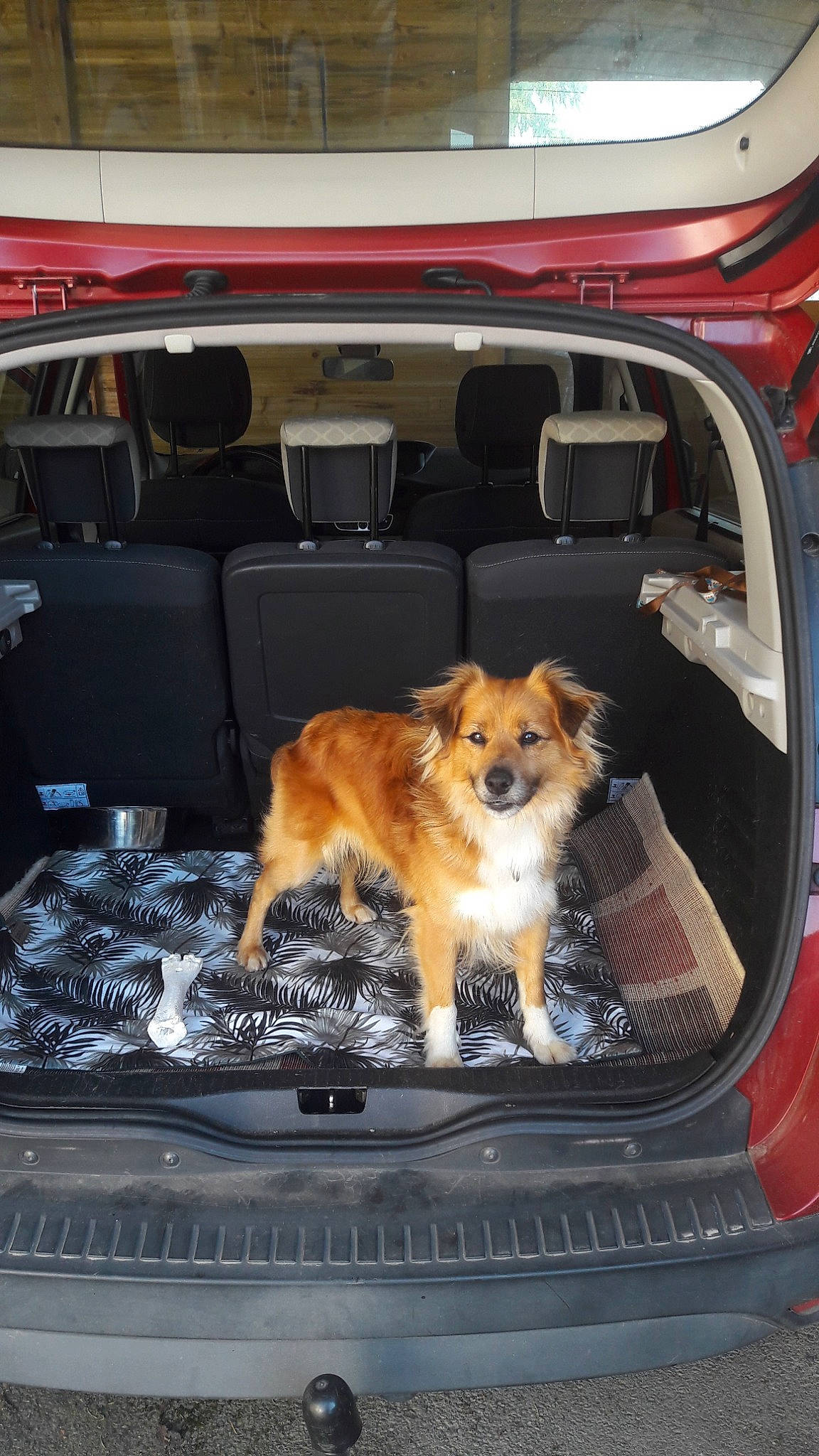 Mojo participe au concours pour gagner de l'argent avec cette photo : auto_part, canidae, car, car_seat, carnivore, companion_dog, dog, dog_breed, sporting_group, vehicle, vehicle_door