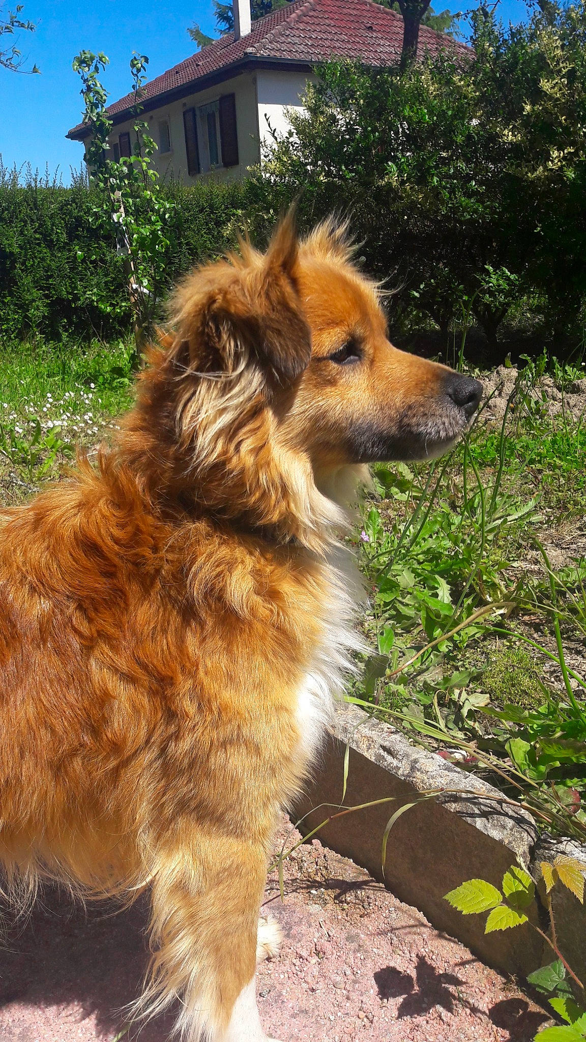Mojo a rejoint le concours — aidez-le/la à gagner de superbes lots ! basque_shepherd_dog, canidae, carnivore, companion_dog, dog, dog_breed, english_shepherd, fawn, golden_retriever, mammal, rare_breed_dog, small_greek_domestic_dog, sporting_group, vertebrate
