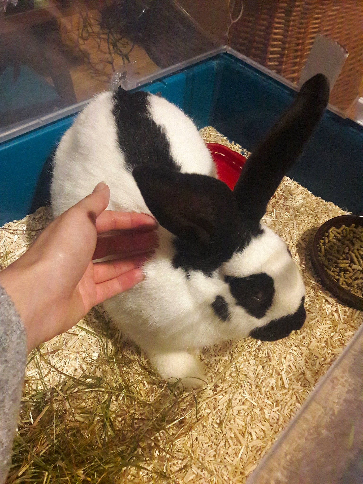 Chaplin a rejoint le concours — aidez-le/la à gagner de superbes lots ! domestic_rabbit, ear, rabbit, rabbits_and_hares