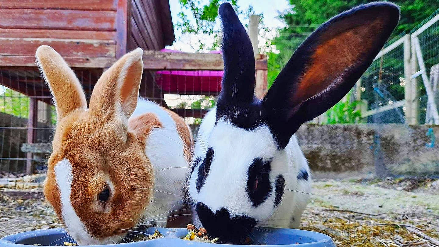 Chaplin participe au concours pour gagner de l'argent avec cette photo : domestic_rabbit, ear, fawn, grass, hare, mammal, organism, plant, rabbit, rabbits_and_hares, snout, vertebrate, whiskers, wildlife