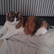 Diva a rejoint le concours — aidez-le/la à gagner de superbes lots ! animal, bed, black, blanket, calico, cat, cozy, cute, domestic, feline, fur, indoor, mammal, orange, pet, relaxed, resting, sleepy, striped, white