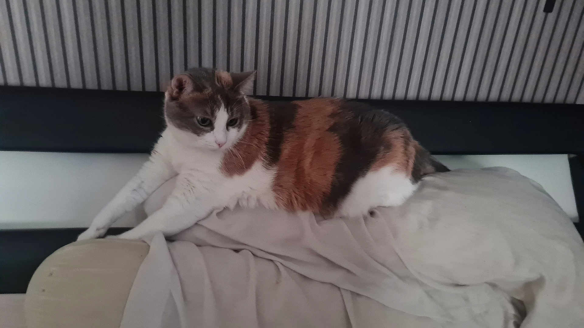 Diva