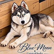 Blue Moon a rejoint le concours — aidez-le/la à gagner de superbes lots ! dog, siberian_husky, puppy, blue_eyes, black_and_white, fluffy, lying_down, portrait, indoor, wooden_cabinet, tile_floor, pet, animal, canine, paws, ears, close_up, studio_lighting, name_text, text_overlay
