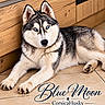 dog, siberian_husky, puppy, blue_eyes, black_and_white, fluffy, lying_down, portrait, indoor, wooden_cabinet, tile_floor, pet, animal, canine, paws, ears, close_up, studio_lighting, name_text, text_overlay