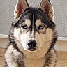 dog, husky, siberian_husky, pet, animal, portrait, closeup, blue_eyes, fluffy, fur, ears, muzzle, nose, indoors, home, floor, wall, radiator, sitting, alert