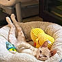 cat, kitten, pet, pet_bed, plush_toy, yellow_toy, toy_ball, sleeping, relaxed, cozy, fluffy, fur, paw, ears, whiskers, indoor, bedroom, looking_at_camera, cute, napping